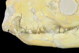 Fossil Oreodont (Merycoidodon) Skull - Wyoming #134359-4